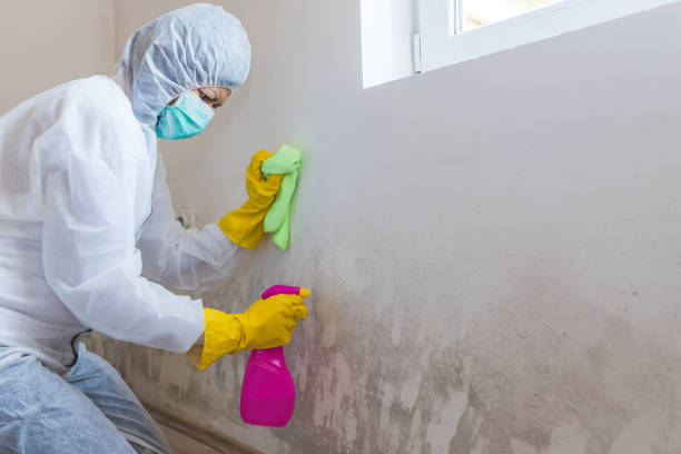 Best Crawl Space Mold Remediation  in Plano, IL