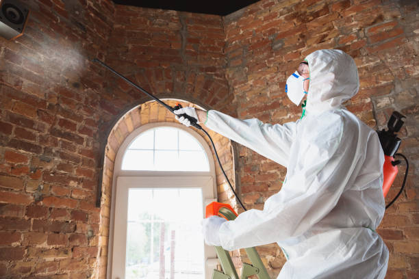 Best Mold Damage Restoration  in Plano, IL