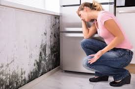 Best Basement Mold Removal  in Plano, IL